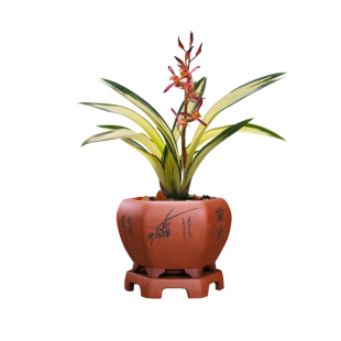 4支花兰花苗年宵大红花现带花苞出售 红宝石浓香花卉盆栽大花蕙兰