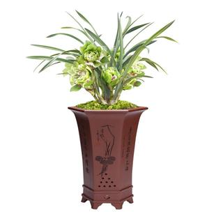 华香园兰花 九仙牡丹 春兰多瓣奇花 浓香室内外耐阴花卉绿植盆栽