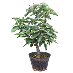 耐寒果树鸡心果小苹果树苗海棠果花红果树冬红果树苗南北方种植
