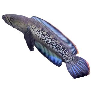 蓝宝石鬼王雷龙鱼巴卡二型凶猛淡水鱼中加红帝王黑魔神雷龙精品