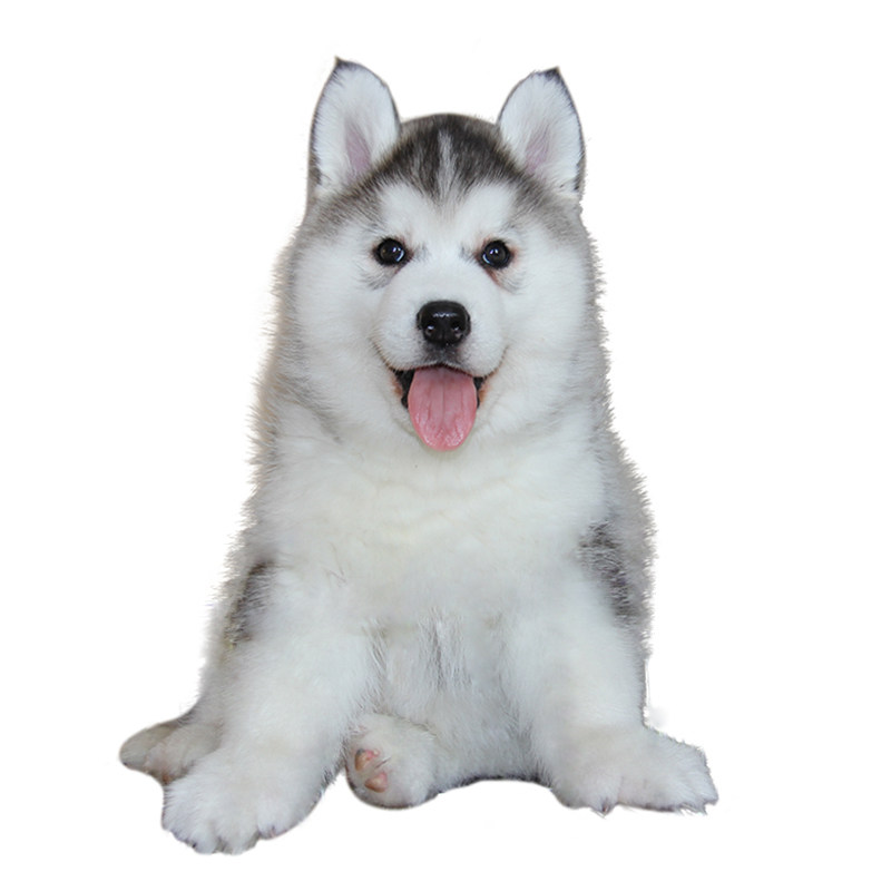 纯种烟灰色活体哈士奇幼犬