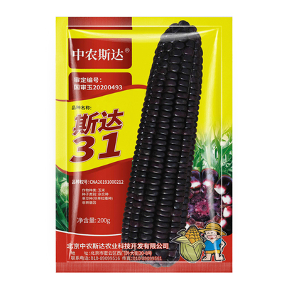 黑甜糯玉米种子非转基因高产