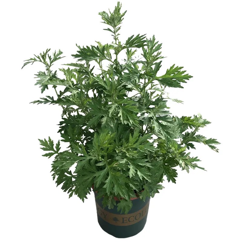 驱蚊虫花卉种子驱蚊草四季种植