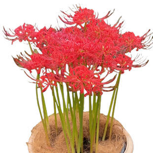 彼岸花种球花种籽子曼珠沙华球根忽地笑石蒜苗盆栽庭院四季开花卉
