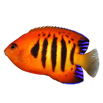 海水观赏鱼火焰仙石美人