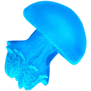 彩色炮弹水母活体果冻蓝环观赏珍珠水母宠物海水观赏鱼萌宠蓝白色