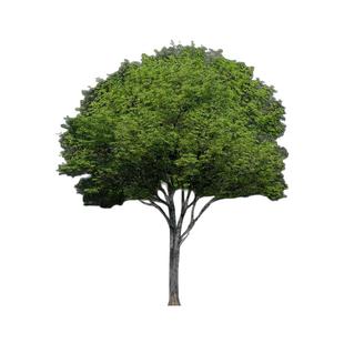 精品朴树树苗园林绿化工程苗朴树大树木行道树占地庭院道路风景树