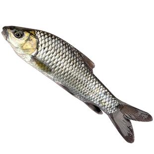 清波鱼苗淡水养殖食用四川本地稀有高端活物青板中华倒刺鲃乌鳞鱼