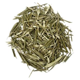 华欧油橄榄树干树叶子富含苦甙黄酮生物萃取采摘新鲜橄榄树叶片