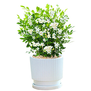 九里香盆栽花苗老桩丛生独杆四季开花绿植室内阳台水培植物百里香