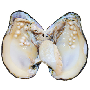 特大真的淡水多珠蚌老蚌带有珍珠养殖河蚌贝壳鲜活蚌自己开取珍珠