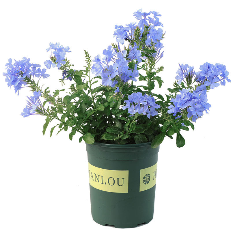 淡雅清新！蓝雪花盆栽大苗棒棒糖花卉耐热室外阳台好养四季开