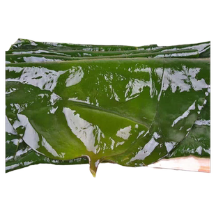 大连盐渍海带新鲜包饭5斤装营养丰富凉拌煲汤健康海鲜食