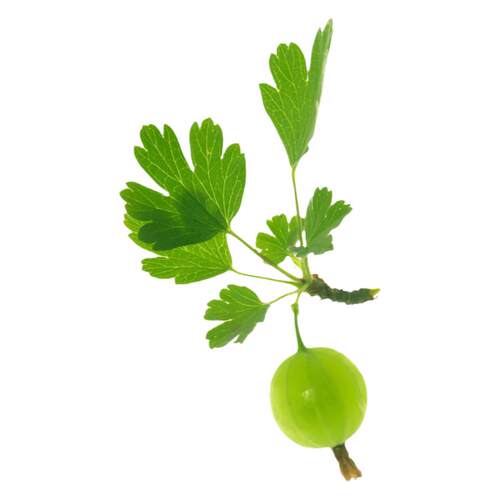 醋栗灯笼果苗可食用浆果易种易活四季种植室内外盆栽果树带土耐寒