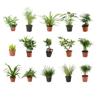 黄缘龟造景植物乌龟生态缸真绿植半水龟安缘专用饲养箱装饰摆件