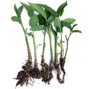 新鲜三白草根1斤苗也有中药材挺水植物喜水耐湿白色花白叶花草苗