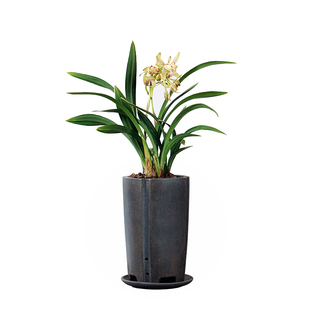 禅月达摩金边兰花建兰国兰室内办公室书房茶桌盆栽绿植格调好养