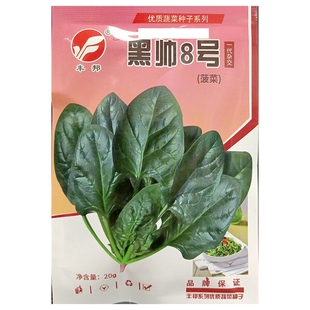 丰邦黑帅8号菠菜种子杂交一代耐热耐寒叶片厚蔬菜籽春秋播20克/袋