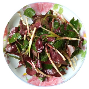 四川蔬菜新鲜嫩鱼腥草折耳根带叶子贵州云南农家菜青菜大头菜