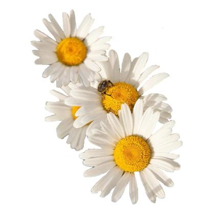 花彩非洲菊花紫菀多年生耐热花卉