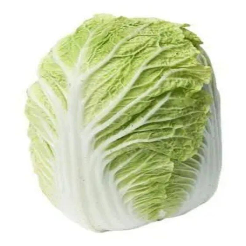 山东四号大白菜种子老品种高产抗病山东白菜籽四季庭院蔬菜白菜子