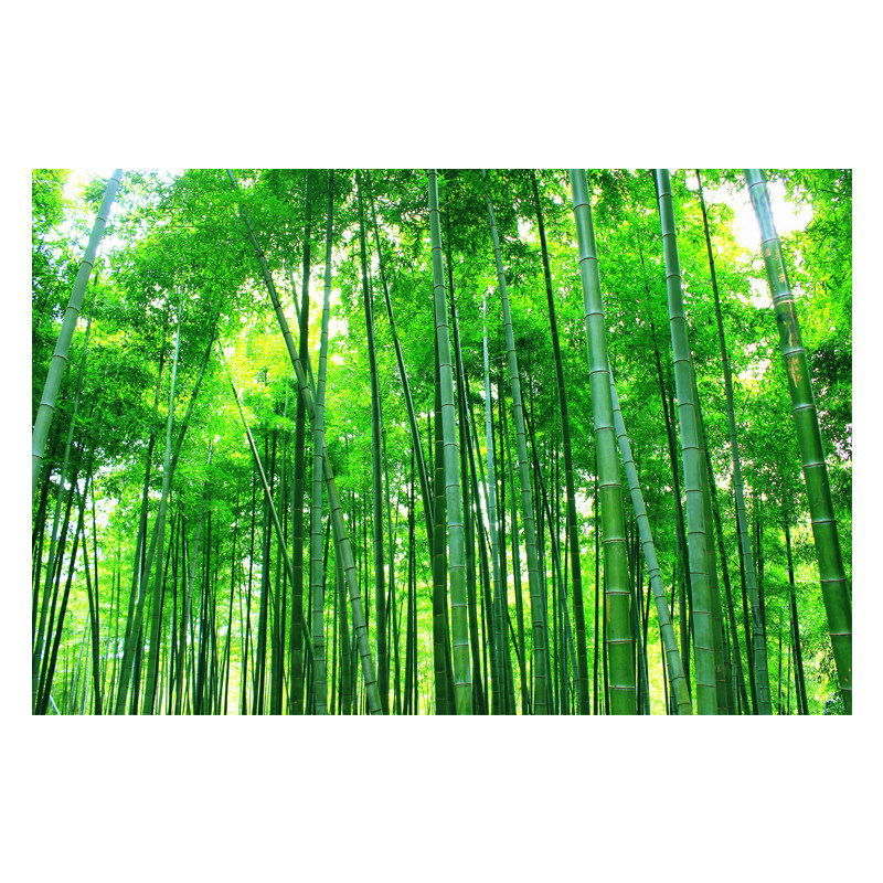绿色竹子风景画贴纸壁纸自粘墙贴