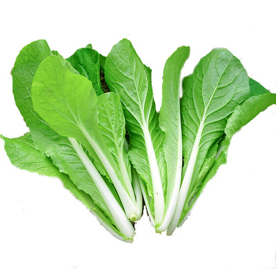 四季奶油小白菜早熟耐热毛毛菜