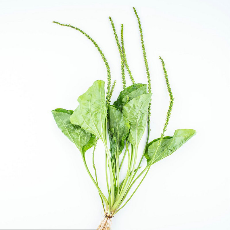 新鲜天然车前草带根天然车轮菜