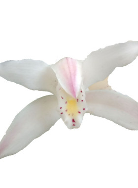 独占春兰花阳台春季开花浓香型
