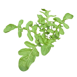 东北大叶臭菜种子四季蔬菜种籽春天种的菜籽盆栽蔬莱孑芝麻菜春季