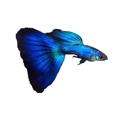 冰蓝孔雀鱼墨兰纯种孔雀鱼蓝礼服小型热带鱼鱼苗观赏鱼蓝尾胎生鱼