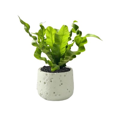 火焰鸟巢蕨绿植盆栽办公室工位四季盆栽室内好养高级感耐阴植物