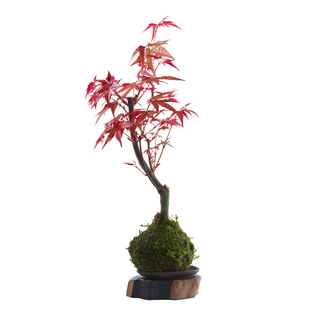 文竹六月雪福建茶苔藓球米竹吉利红绿植水培植物摆件微景观小盆栽