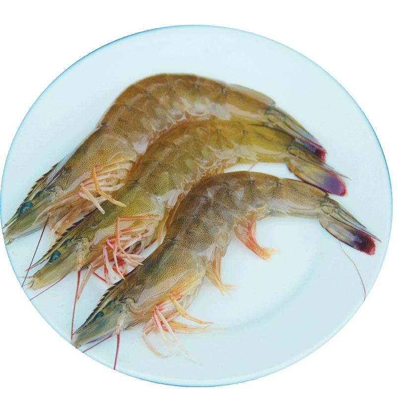 新鲜大虾对虾白虾22厘米超大