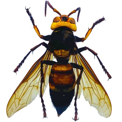 真实蜘蛛蝎子标本树脂琥珀