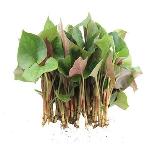 雪里红新鲜雪菜雪里蕻小叶细叶雪里红冲菜九头鸟咸菜酸菜顺丰5斤