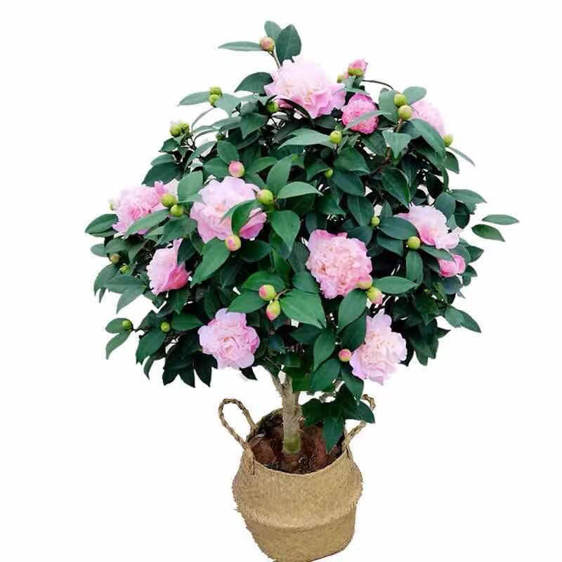 浓香型室外茶花盆栽包邮
