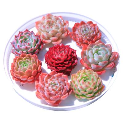 MUMUHOME多肉植物组合小盆栽