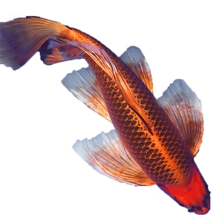 金凤凰火凤凰锦鲤鱼活鱼缸观赏鱼冷水淡水鱼黄白黑龙凤金鱼苗好养