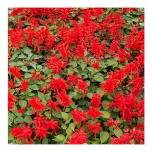 正宗矮一串红种子矮串红高串红多季节开花种籽易种活耐寒串红花卉