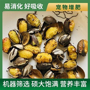 坦克虫洋辣子花枝鼠松鼠啦虫金丝熊蜜袋鼯仓鼠粮食零Z食罐蛋蜜杨