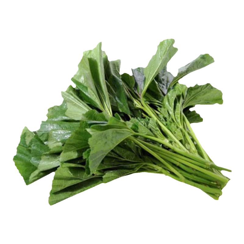 糯米冬寒菜种籽冬苋菜种子冬天菜种冬季籽种蔬菜苗青菜孑菜籽菜苗
