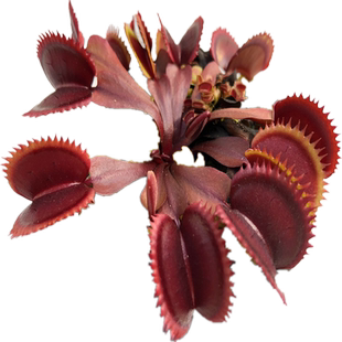 【新手套餐】食虫植物捕蝇草猪笼草瓶子草茅膏菜驱蚊草多肉盆栽