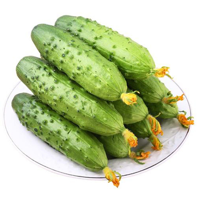 当季蔬菜苗大全秧苗带土四季种植