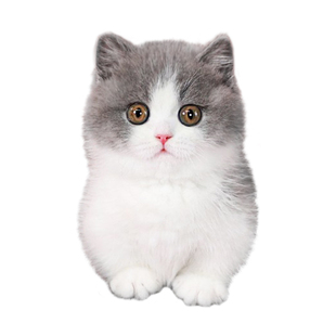 纯种矮脚蓝白曼基康猫英国短毛猫深圳注册猫舍血统宠物猫活体幼猫