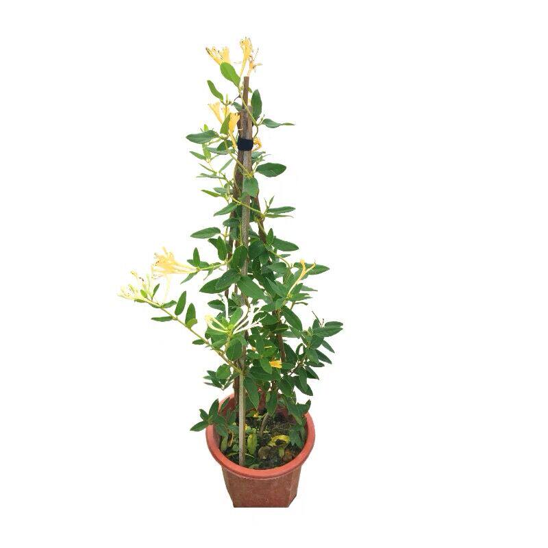金银花苗耐热耐寒植物鸳鸯藤树苗爬藤攀援花卉浓香金银花盆栽食用