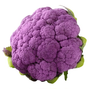 蔬菜种子紫色花椰菜种西兰花西蓝花花菜菜花种籽种子种孑种苗