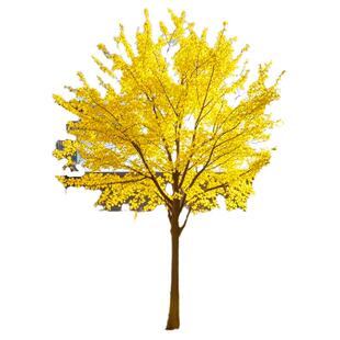 正宗黄金槐大树国槐树大苗庭院别墅植物老桩盆景室外四季绿化盆栽