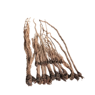 甘肃岷县板蓝根中药材500g正宗北板蓝根切段干无硫泡水泡茶熬煮粥