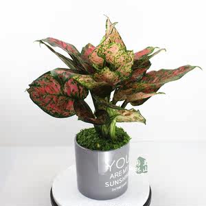 花叶万年青盆栽 白玉万年青耐阴植物 